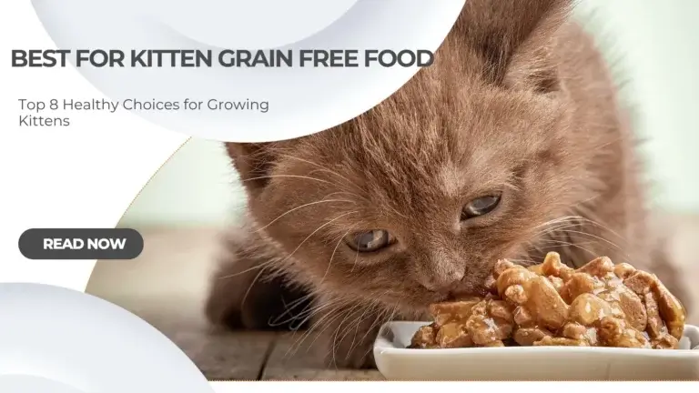 Best for Kitten Grain Free Food