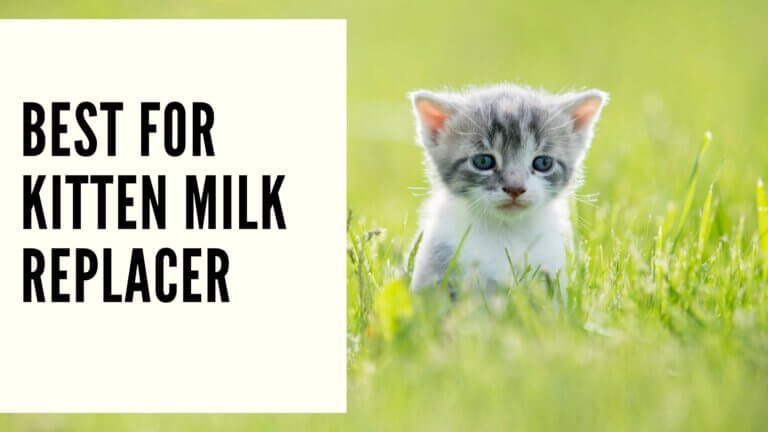Best for Kitten Milk Replacer
