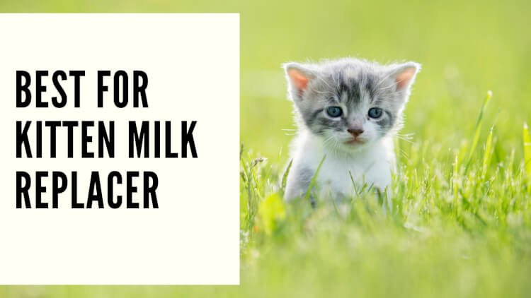 Best for Kitten Milk Replacer