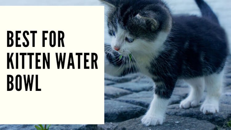 Best for Kitten Water Bowl