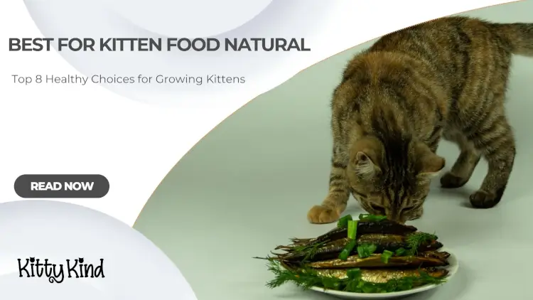 Kitten Food Natural