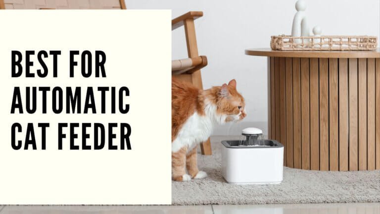 Best for Automatic Cat Feeder