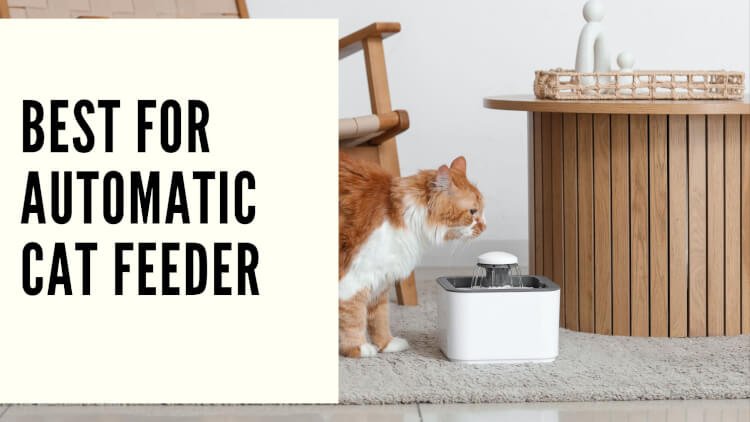 Best for Automatic Cat Feeder