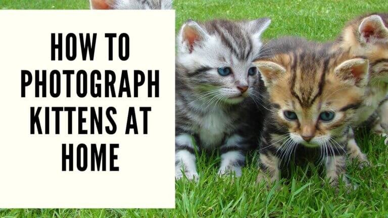 Photograph Kittens