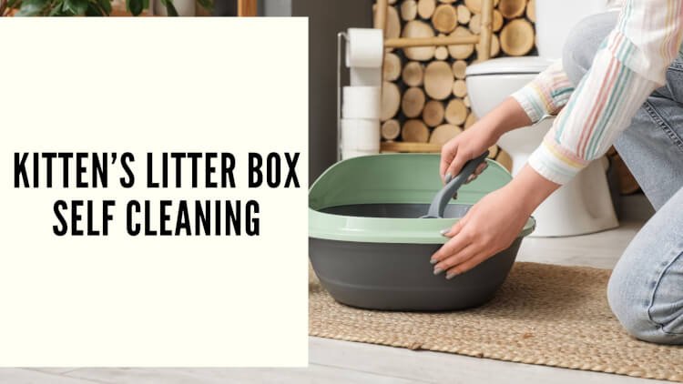 kitten’s litter box