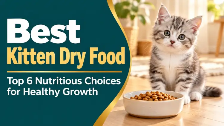 Best Kitten Dry Food