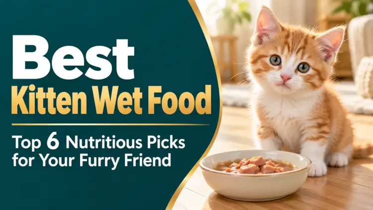 Best Kitten Wet Food